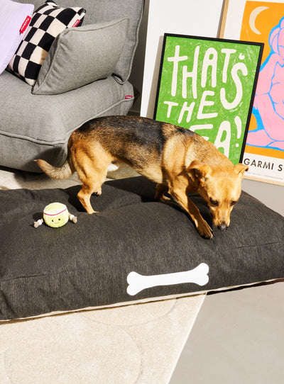 Fatboy Doggielounge dog bed, stylish and durable, water-resistant and easy to clean, perfect for small and large dogs in Canadian homes.